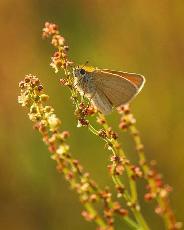 , Pawel Plucinski