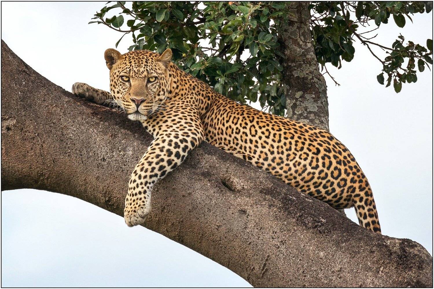 Африка, Гепард, Дикая кошка, Кения, Кошка, Крюгер, Леопард, Масаи мара, Природа, Саванна, Сафари, Серенгети, Танзания, Юар, Ягуар, Михаил Туркеев