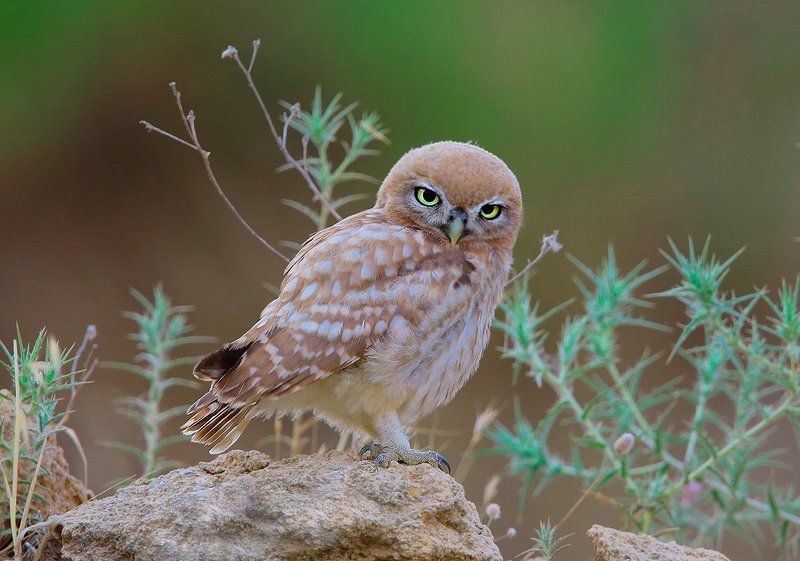 Сычик фото превью