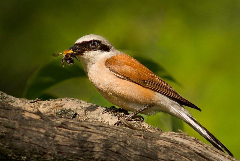 Про bon appétit... фото превью