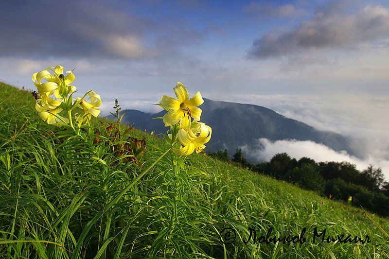 пейзаж с горными лилиями фото превью