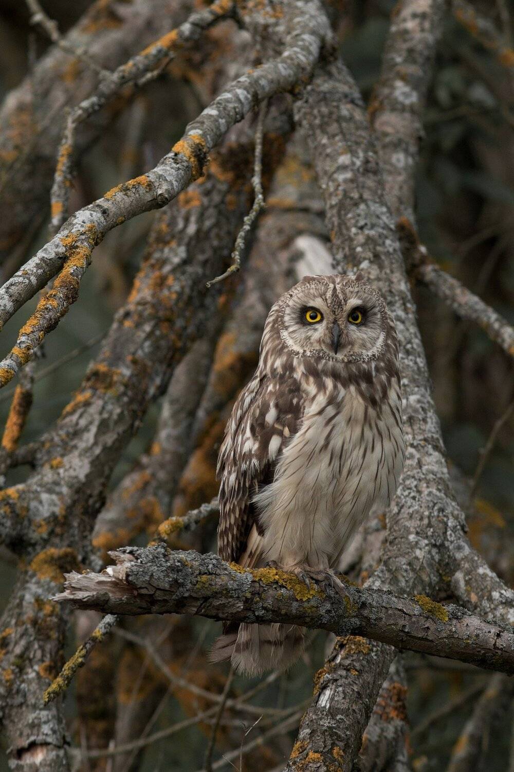 , Вилюнов Дмитрий