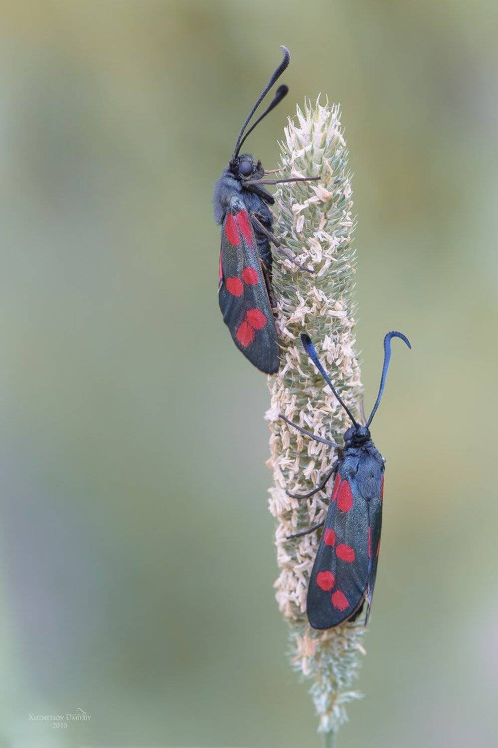 , Кузнецов Дмитрий