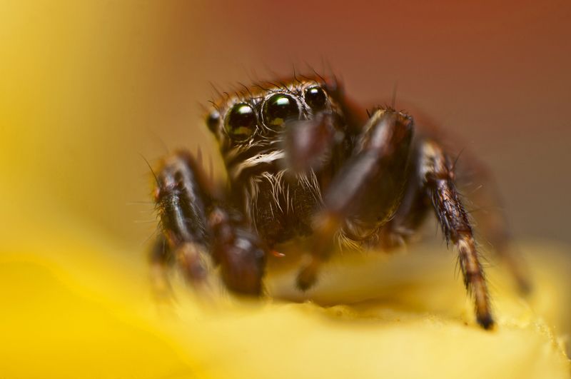 макро, паук, природа, паук-скакун Не трогай меня! фото превью
