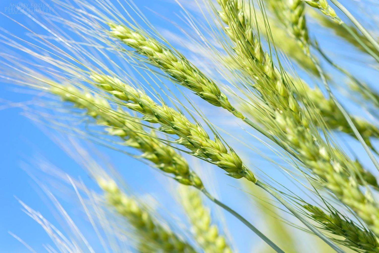 Blue, Food, Nature, Sky, Wheat, Андрей Козлов
