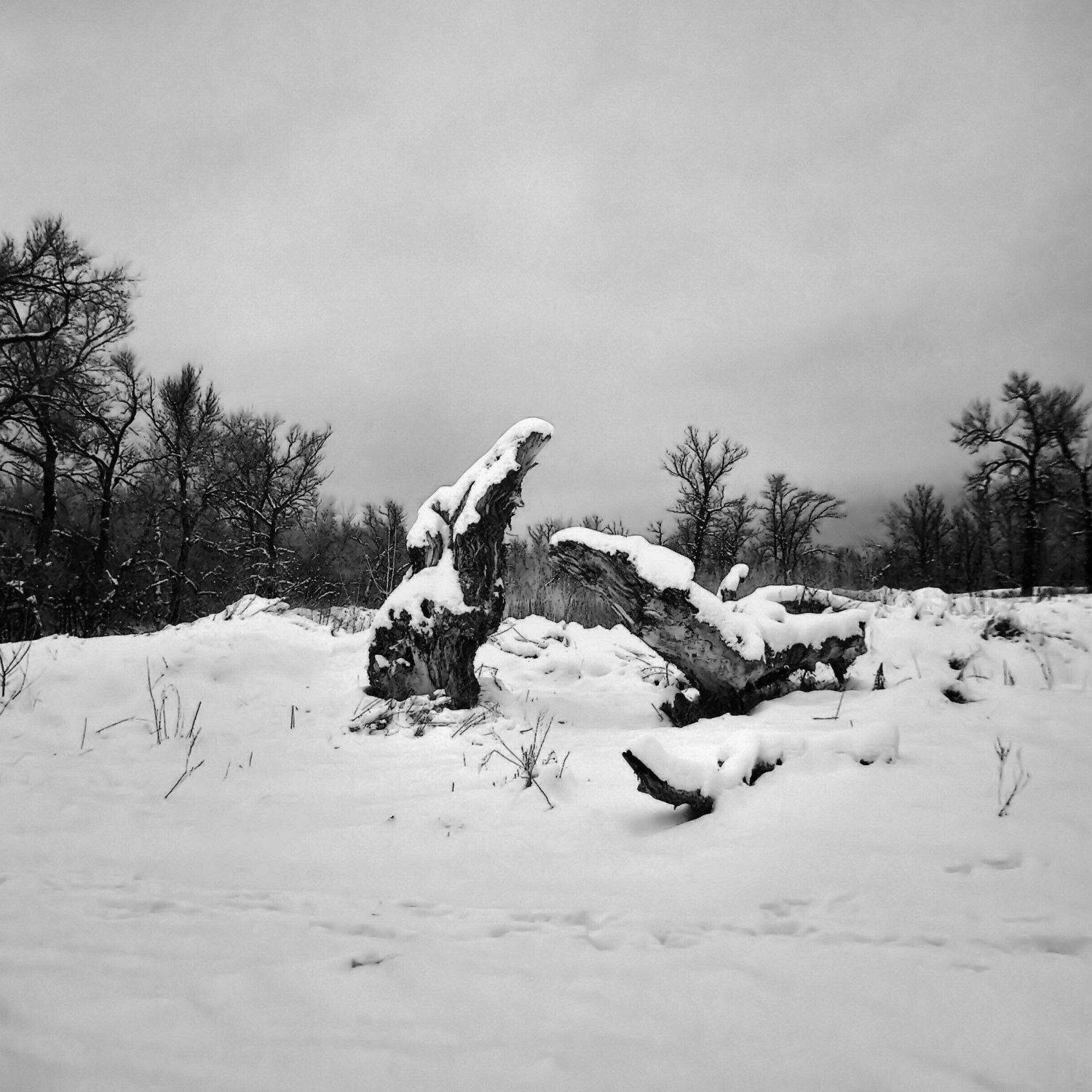 зима, инфракрасный, коряга, снег, ИгорьВл