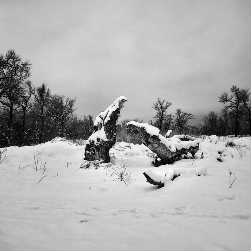 зима, инфракрасный, коряга, снег Расскажи мне сказку фото превью