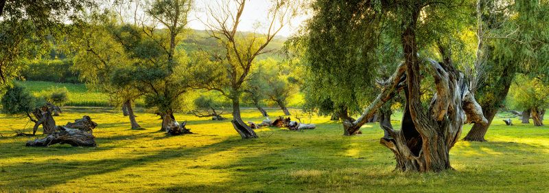 *** фото превью