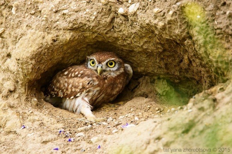 Чур, я в домике! фото превью