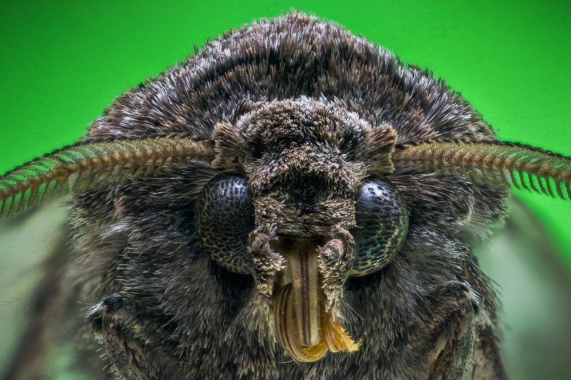 Анфас, Макро, Моль, Профиль Моль фото превью