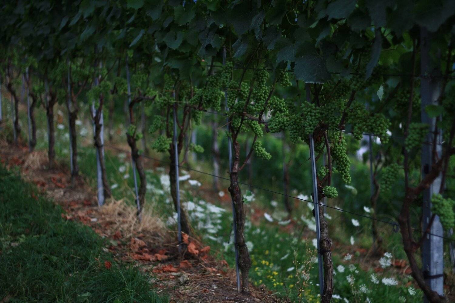 , Ekaterina Eicher (Velichko)