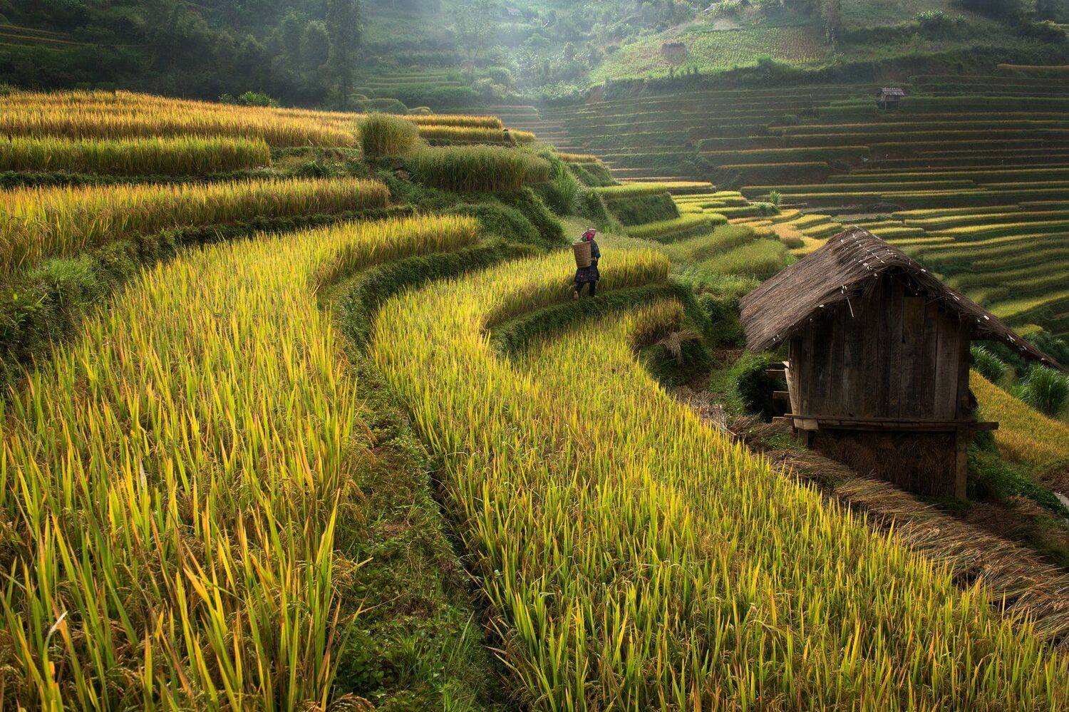 keepwalking,vietnam, hmong,rice,home, sarawut intarob