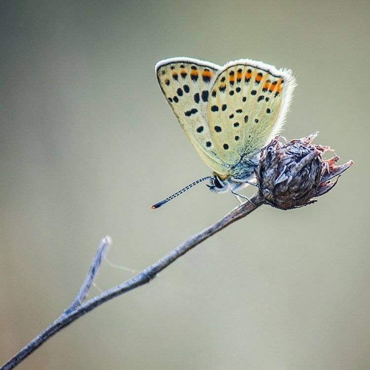 , Pawel Plucinski