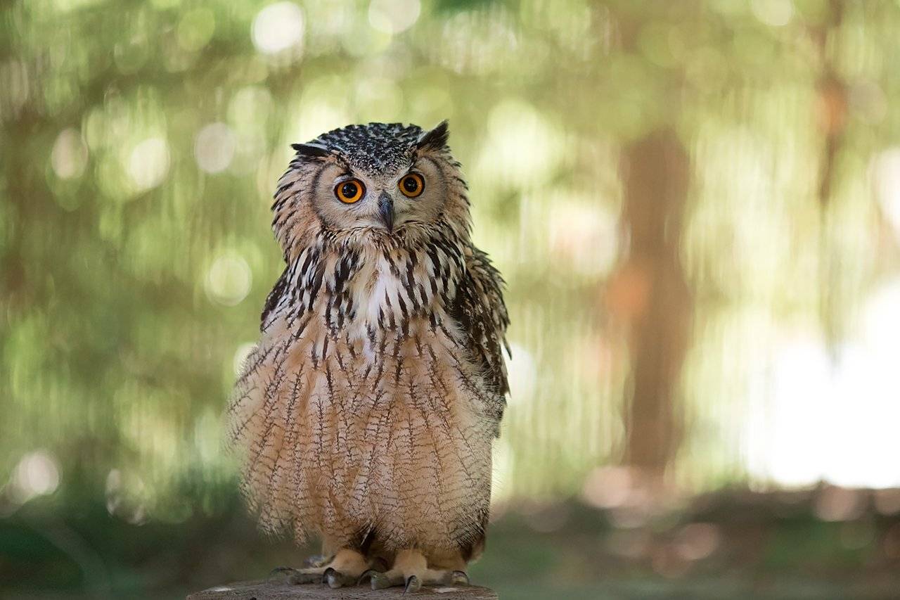 , Александра Савенкова