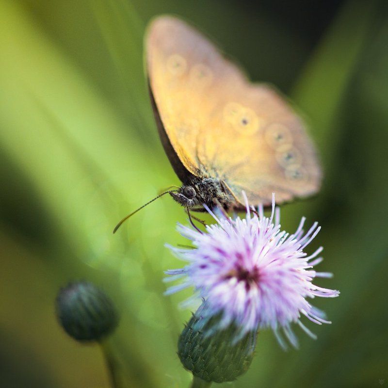 macro, insect, butterfly Aphantopus hyperantus фото превью