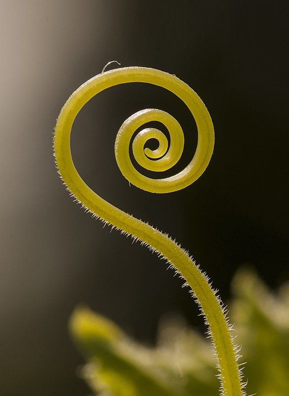 огуец Вот такие огурцы фото превью