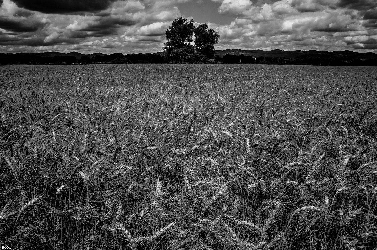 Landscape, black and white, field, wheat, tree, clouds,, Boris Preslavski