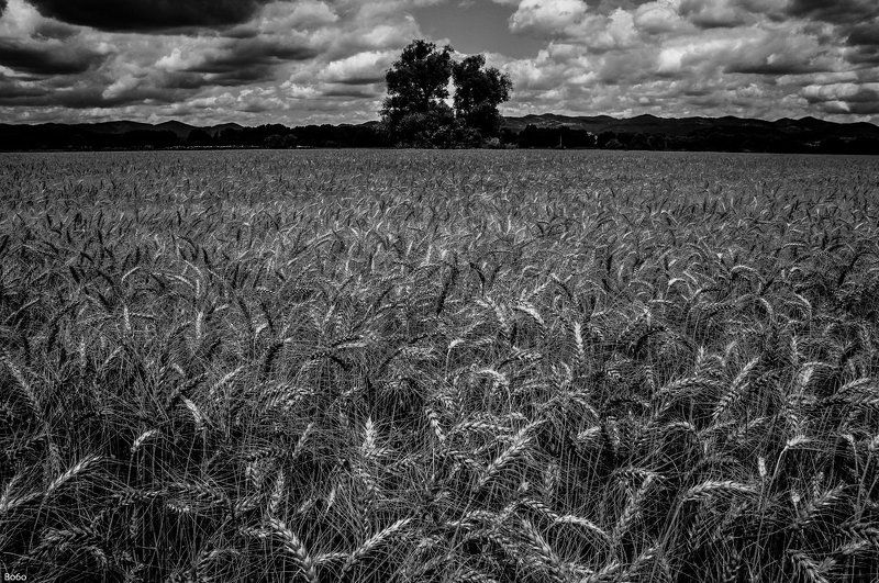 Landscape, black and white, field, wheat, tree, clouds, Crowd фото превью