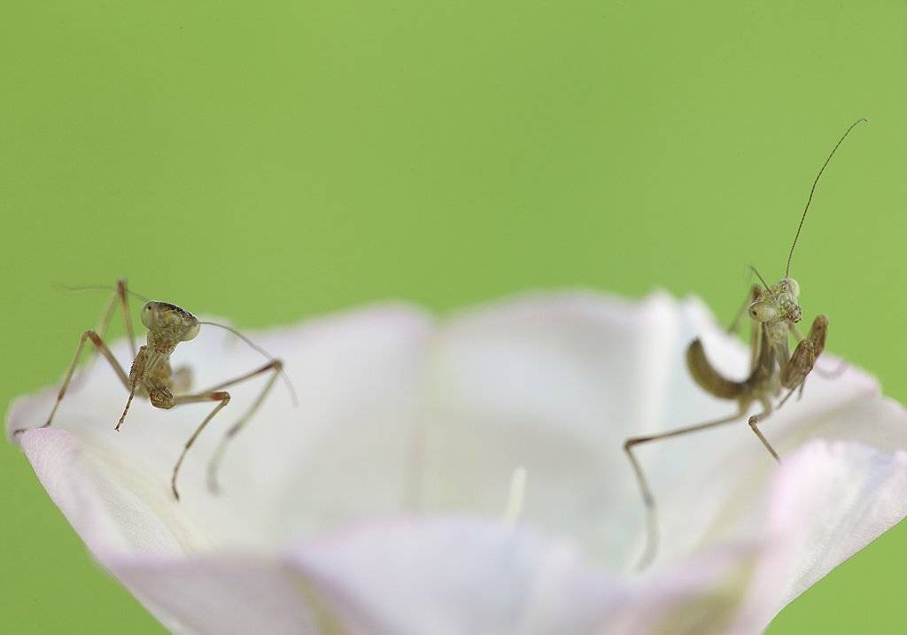 , Сергей Таланов