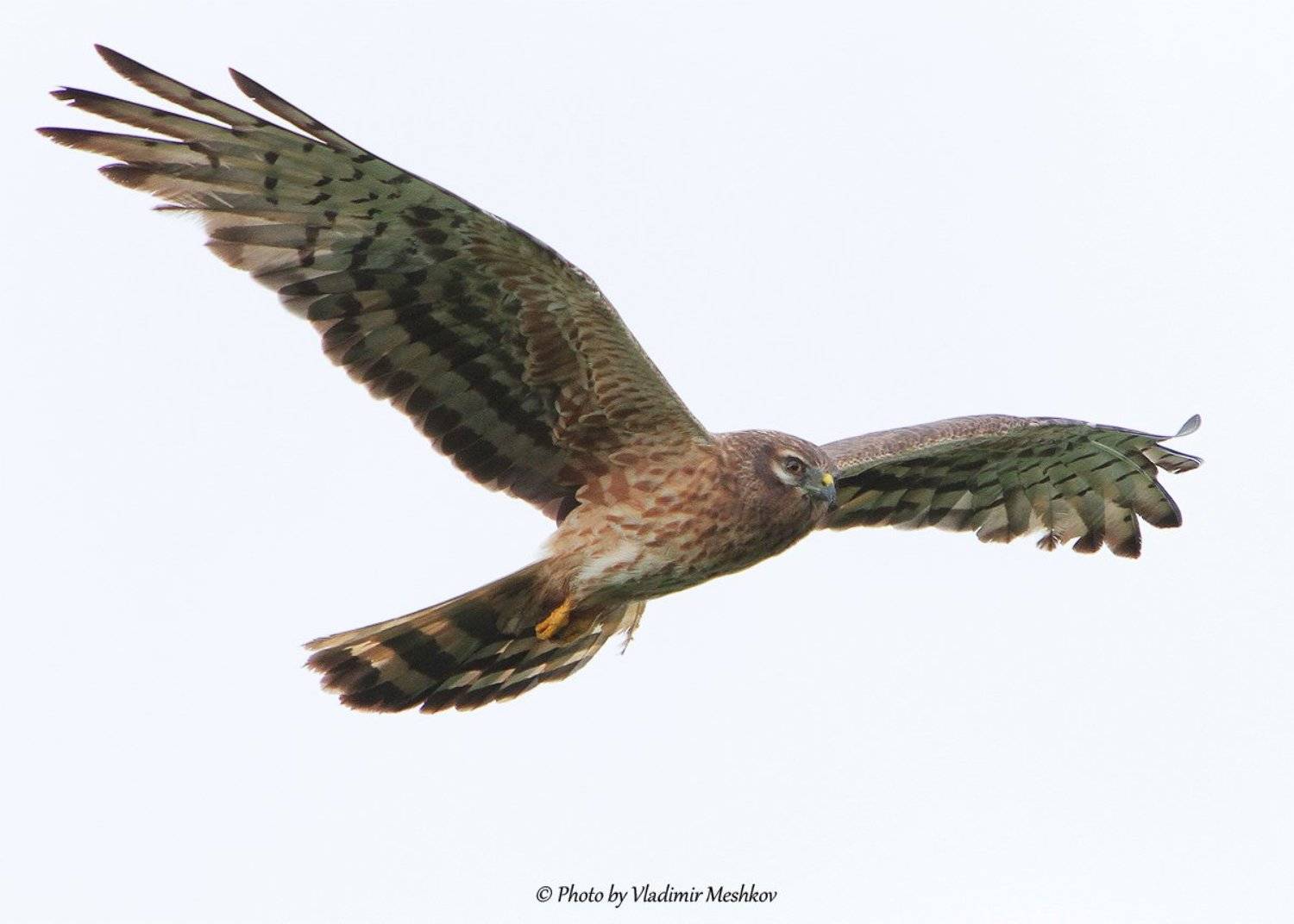 , &copy; =Vladimir Meshkov=