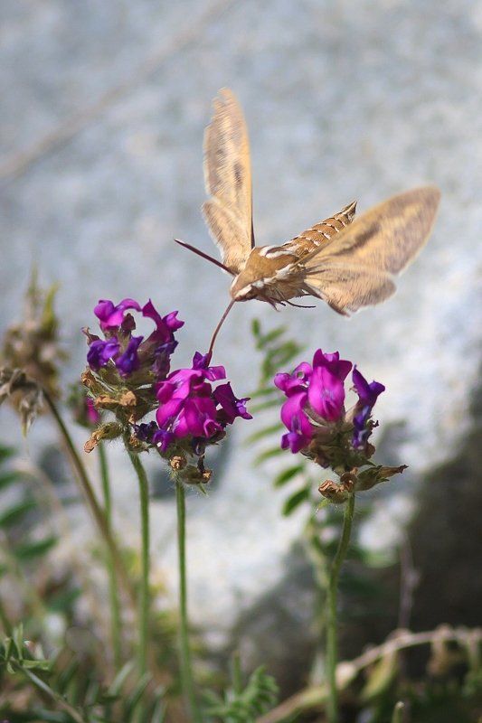 Hyles Galii (Бражник подмаренниковый) фото превью