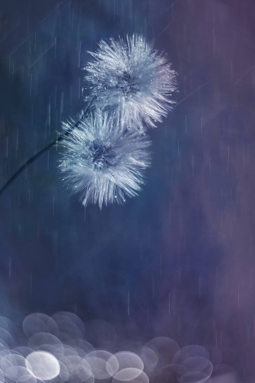 Боке, Одуванчик, Юлия Густерина