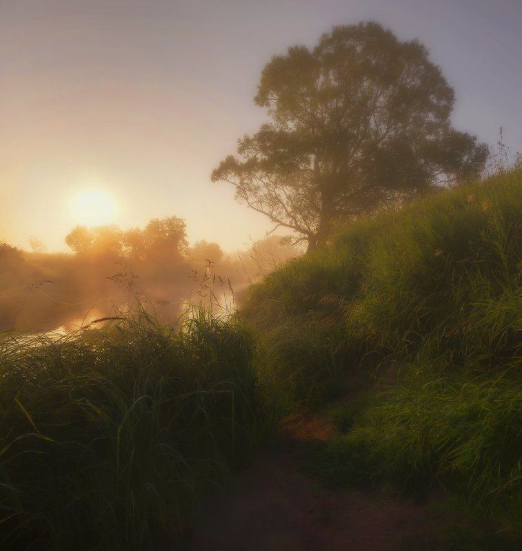Встречая рассвет у старого дуба. фото превью