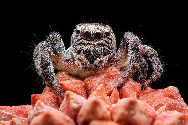 Скакун фото превью