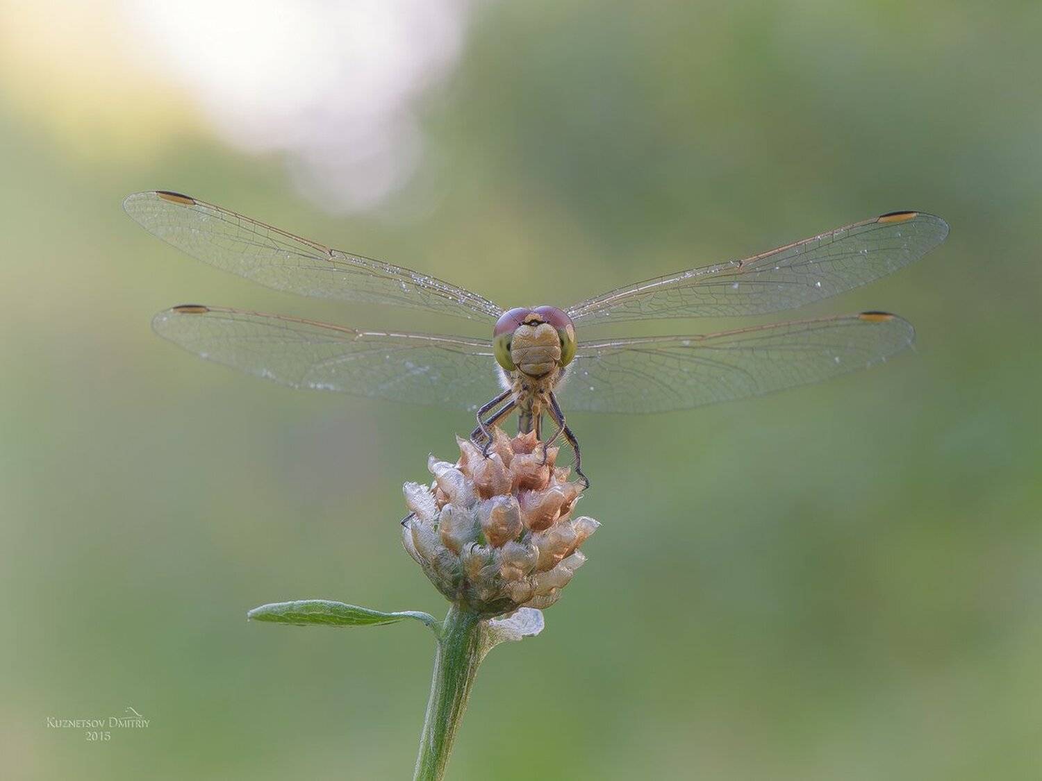 , Кузнецов Дмитрий