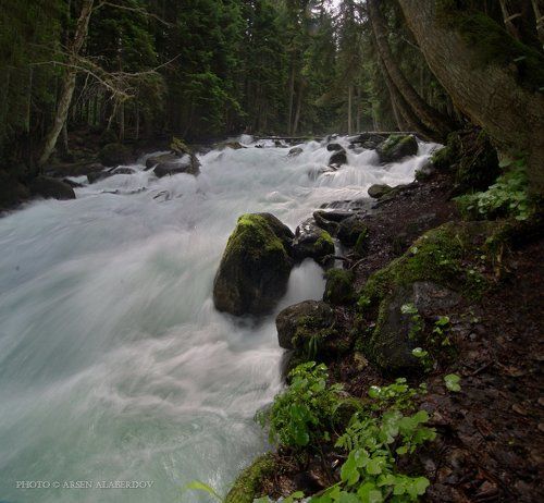 В ТЕБЕРДИНСКОМ ЛЕСУ