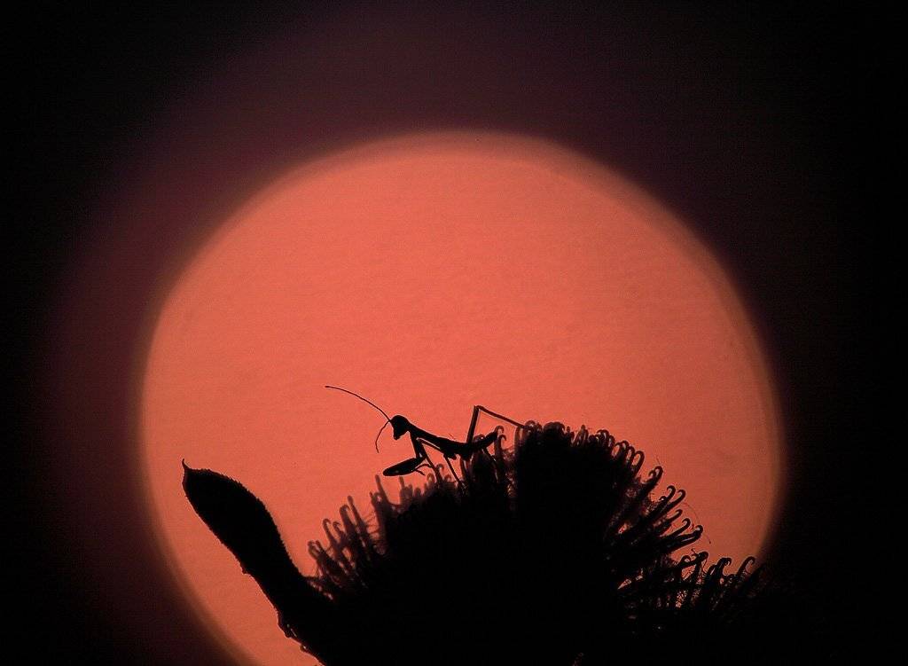 , Сергей Таланов