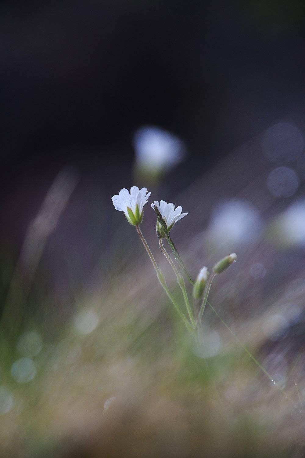 , Валерийб Валерий