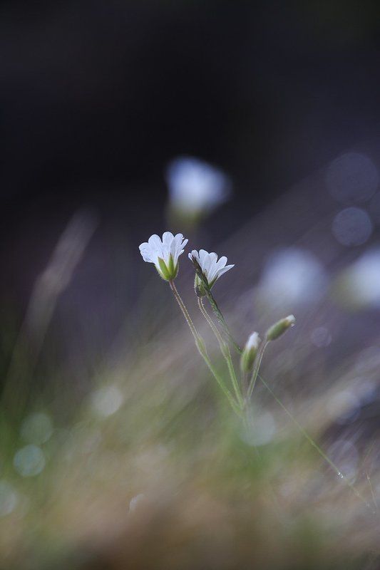 ЦвЯточки фото превью