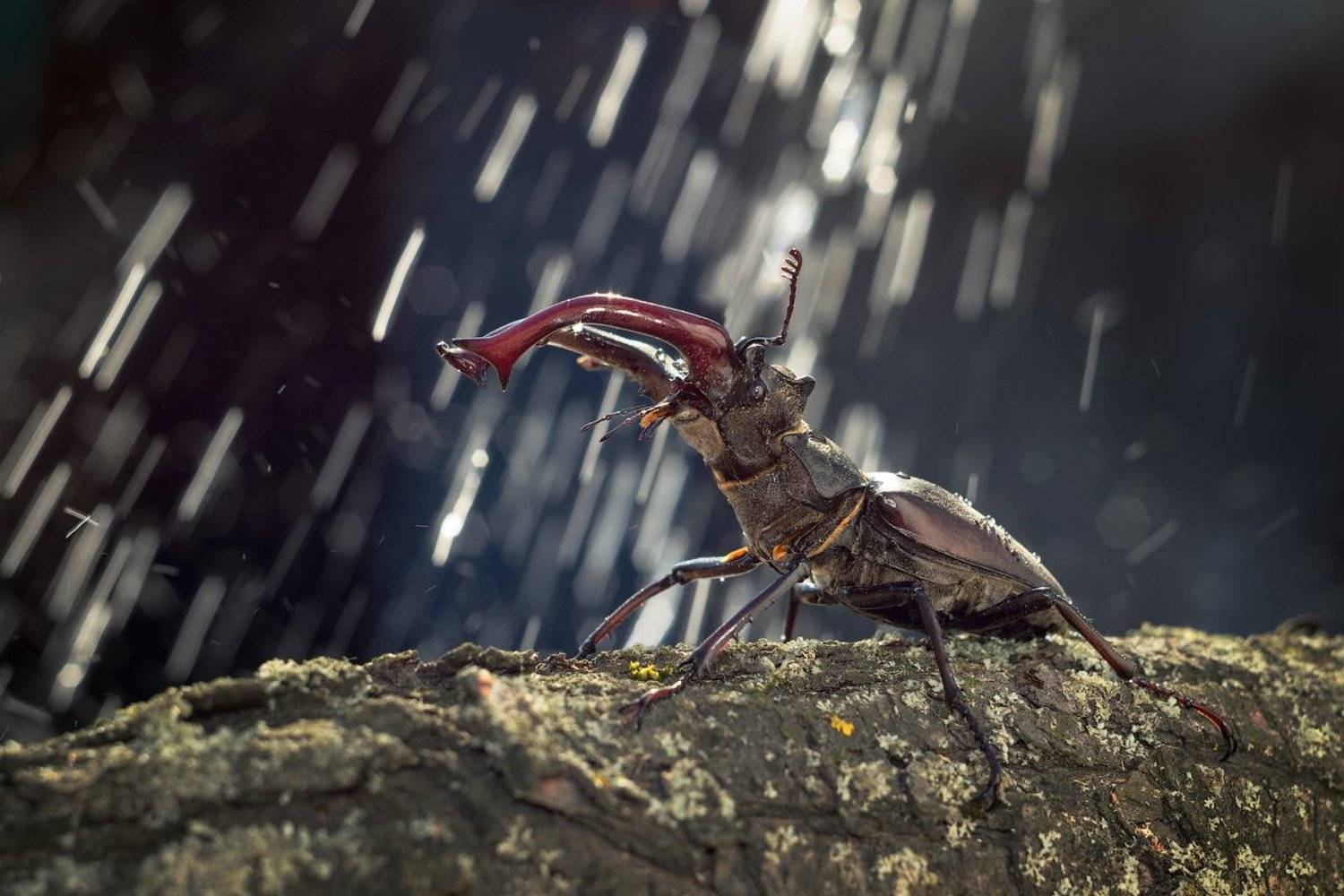 Жук, Жук - олень, Крупный план, Сергей Жуковский