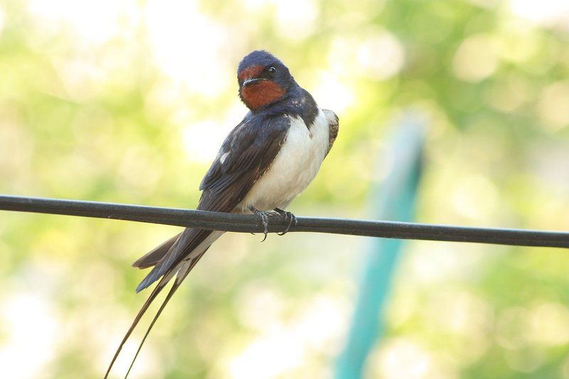 Ласточка деревенская. фото превью