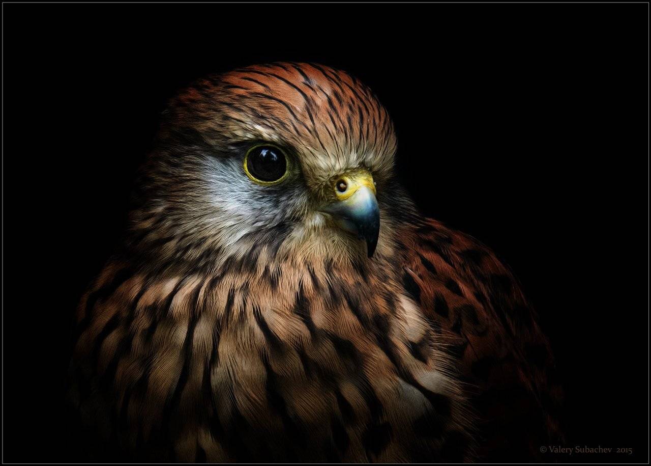 , Валерий Субачев