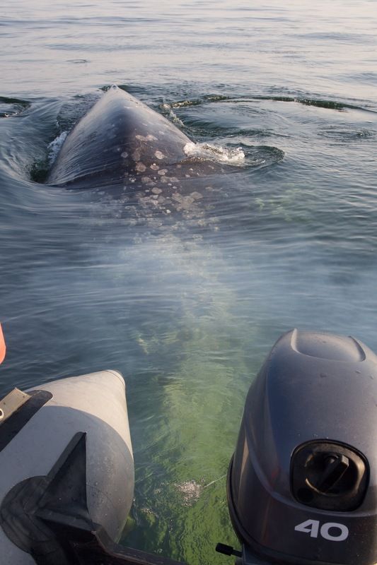 Серый кит, Сахалин Серые киты Сахалина фото превью