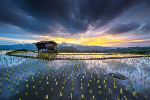 Chiang Mai rice field