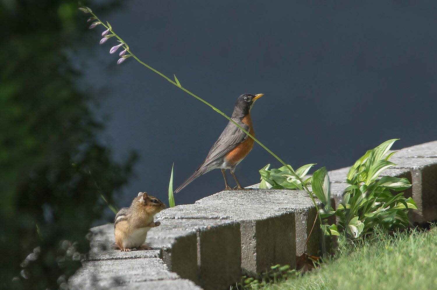 Животные, Природа, Птицы, Юмор, Антонина