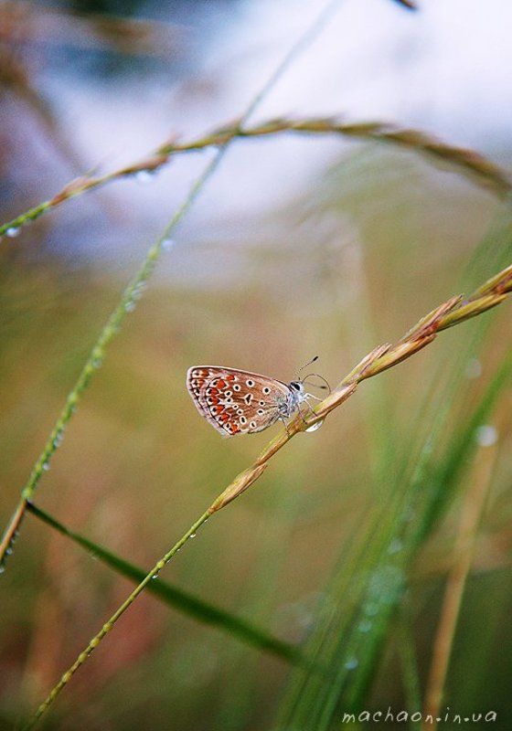 вечер в траве фото превью