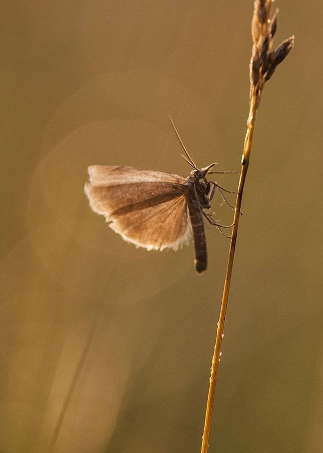 мотылек, Александр