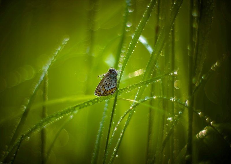 На тонких линиях рассвета... фото превью