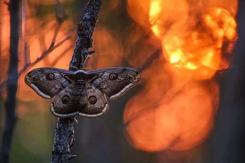 В последних лучах фото превью