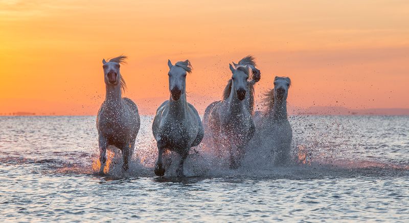 Камарг, Лошади, Прованс, Франция Солнечный ветер 2 фото превью