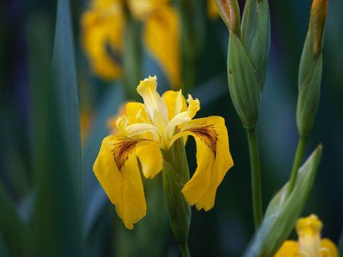 Pro летние цветы