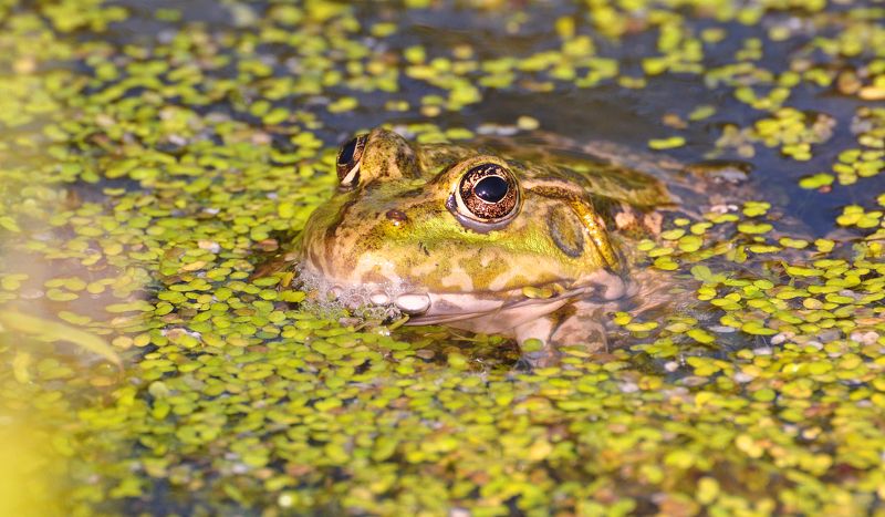 лягушка, лягушки, природа, макро, вода, июль Из жизни лягушек... фото превью