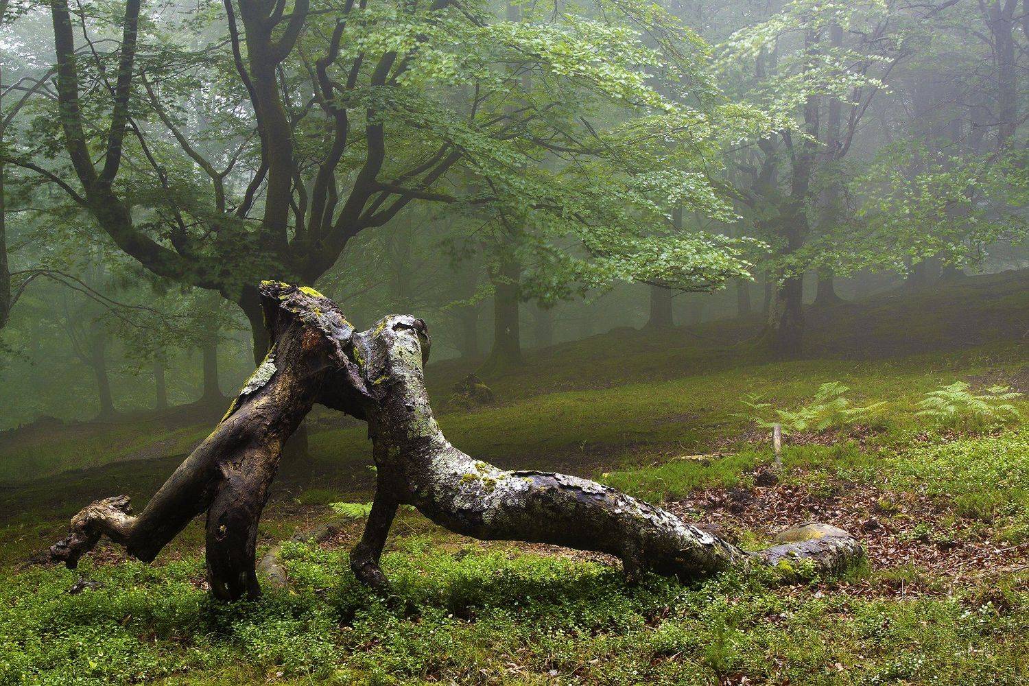 , Antonio Cantabrana