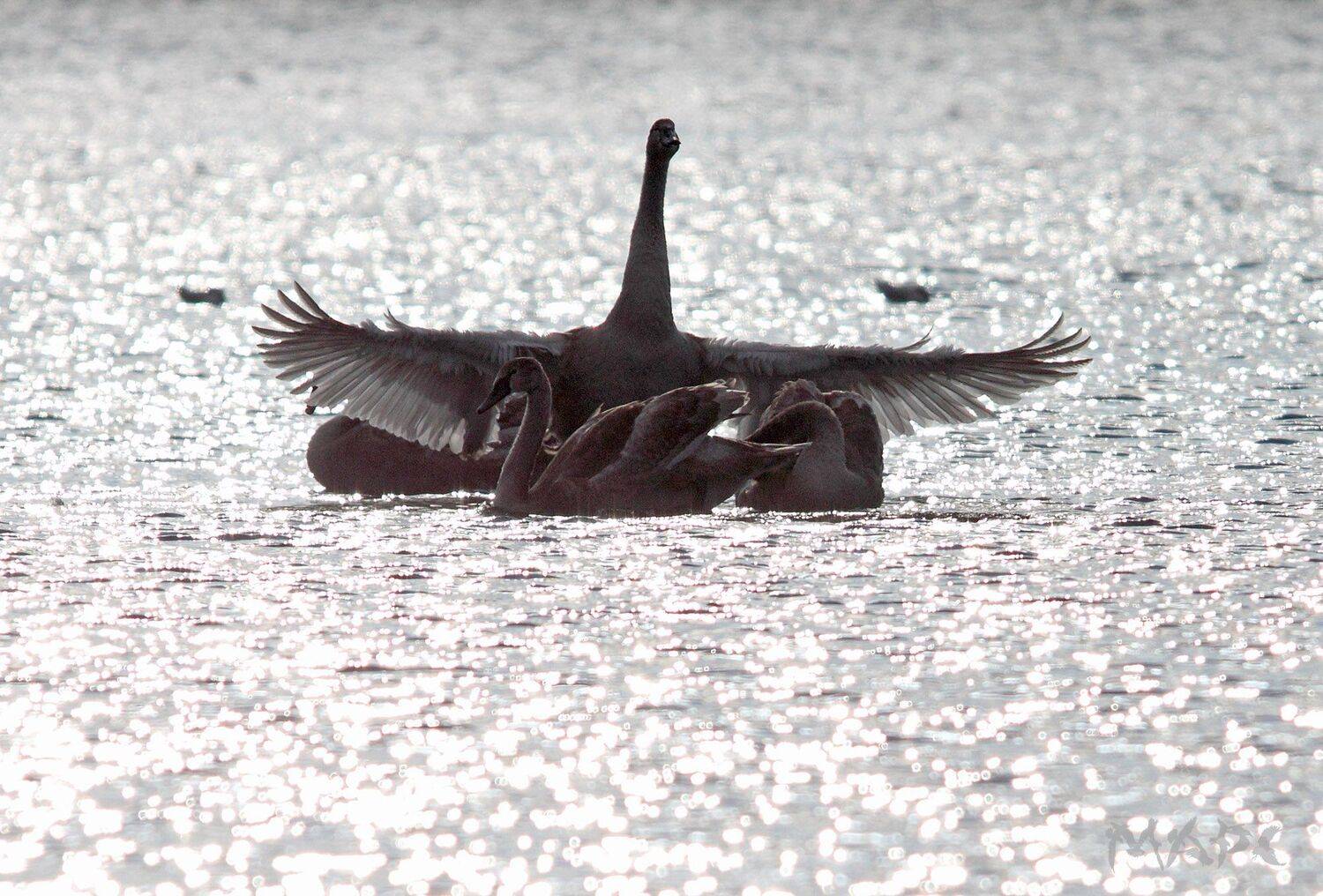 , Шангареев Марс
