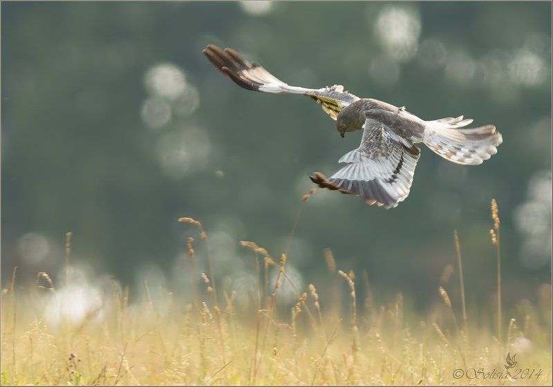 птицы, природа, лунь, лунь луговой, лето, подмосковье, лотошинский р-он Луговой лунь фото превью