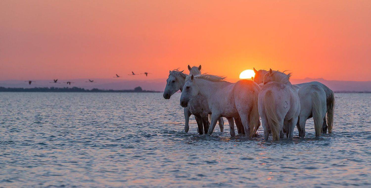 Камарг, Лошади, Морской пейзаж, Пейзаж, Прованс, Фламинго, Франция, Вадим Балакин